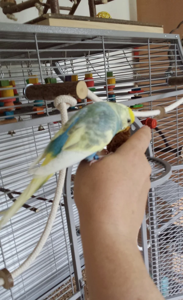 Wellensittich-Bild: Finn hat in seinem jungen Alter bereits schon einmal das Vertrauen in uns Felos verloren. Nun langsam kehrt es zurück. Ganz ohne Zwang. 