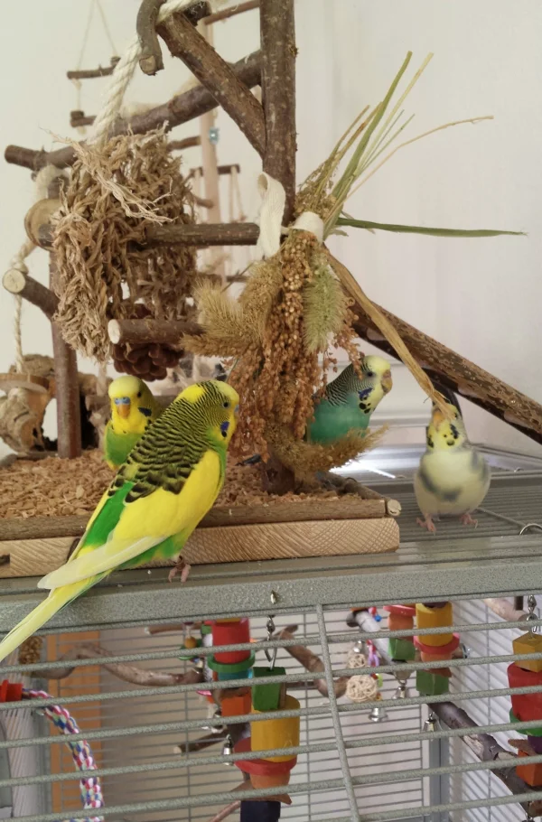 Wellensittich-Bild: Meine Vierertruppe auf dem Spielplatz. Lecker Knabbersträußen und Schredderware. So lässt sichs Welli sein.