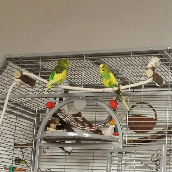 Wellensittich-Bild: Gleich gehts los. Ab durchs ganze Zimmer. Fliegen, toben, einfach Welli sein.