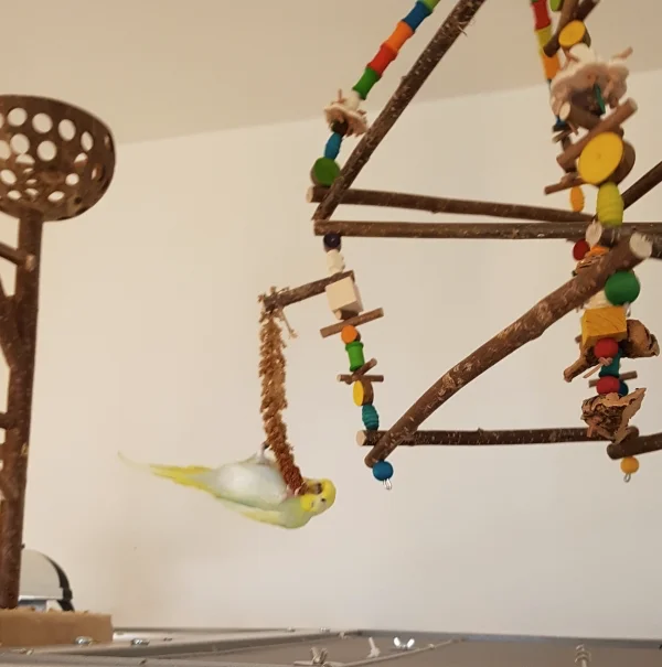 Wellensittich-Bild: Das nenn ich vollen Körpereinsatz für lecker Kolbenhirse. Da bekommt der Begriff Futter erarbeiten ein eindrucksvolles Bild.