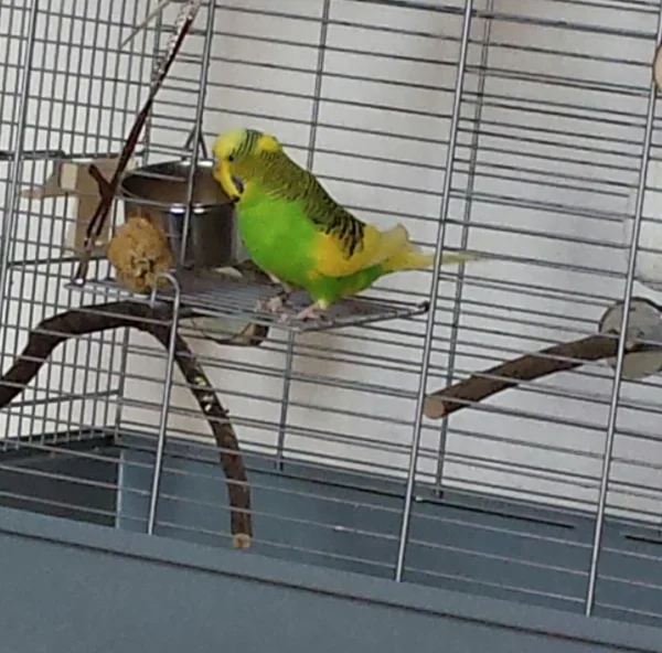 Wellensittich-Bild: Mein erster Ausflug im neuen Zuhause.