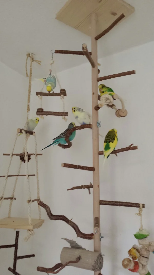 Wellensittich-Bild: Dies sind meine 6 Racker. Viele von euch kennen sie schon. Auf den folgenden Bilder seht ihr, dass sie einem ihr Vertrauen nach und nach schenken und KoHi aus der Hand fressen.