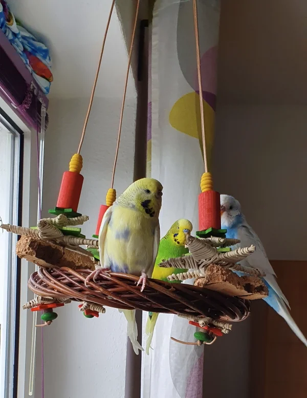 Wellensittich-Bild: Bella, Elvis und Chiko schmücken den Adventskranz. Sie finden, dass die Hirse fehlt. 
