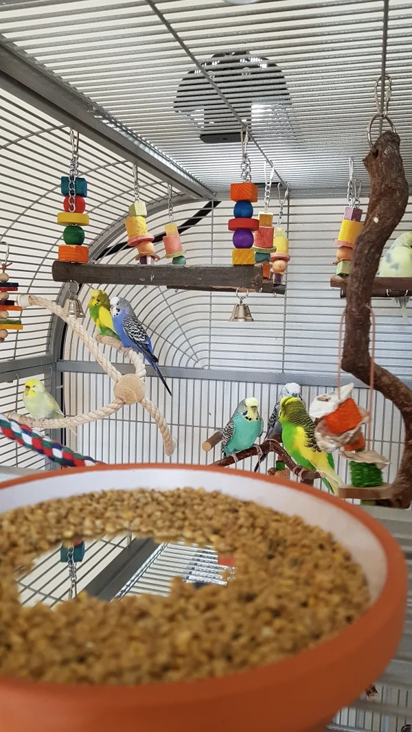 Wellensittich-Bild: Hier seht ihr meine Bande entspannt beim chillen.
Der Spiegel unterm Futter ist ein Tipp um das Pelletfutter interessanter zu machen. Für den Welli entsteht der Eindruck das ein anderer Welli ebenfalls futtert.  
