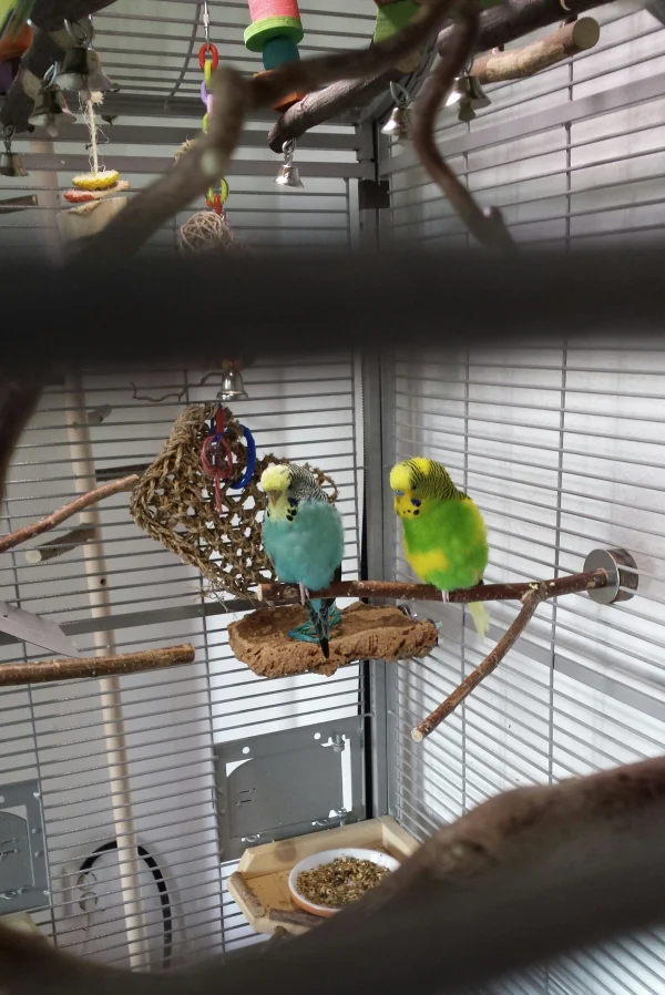 Wellensittich-Bild: Kira und Elvis im Gespräch. Sehr lange haben sie geredet und geredet. Ich glaube die zwei könnten doch noch ein Paar werden. Ich hoffe sehr, dass die beiden glücklich werden. 