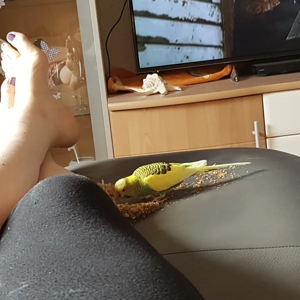 Wellensittich-Bild: Da Jamie um jedes Gramm kämpfen muss bekommt er täglich was Extra zugesteckt. Meist frisch aufgetaute halbreife Kolbenhirse. Wir haben einige Orte, wo er in Ruhe futtern kann, da sich die anderen Racker z. B. nicht auf mein Sofa trauen. Mein kleiner Held. Habe ihn heute gewogen: 37,8 g.  
