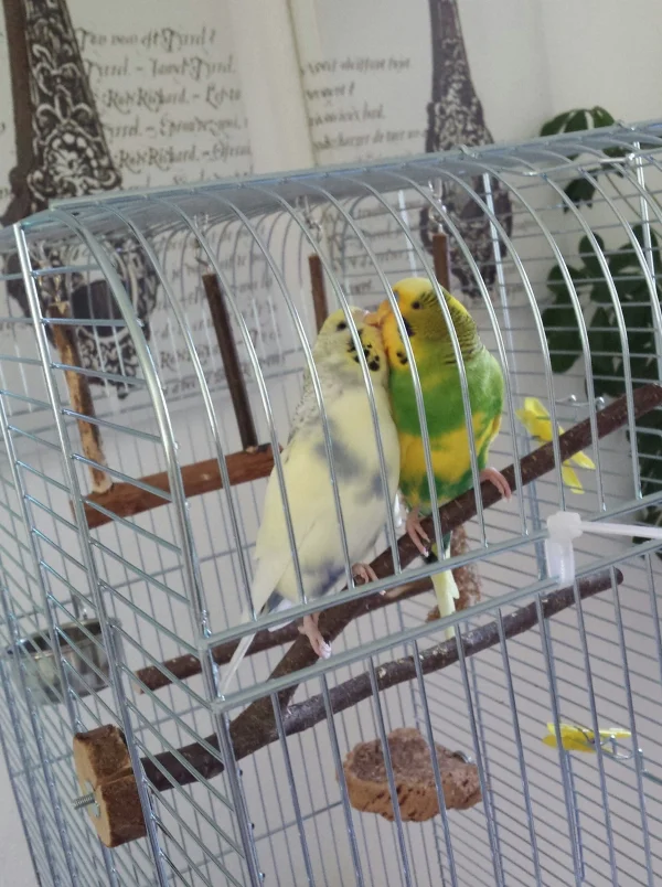 Wellensittich-Bild: Jamie, Bella und die Felo zählen die Tage und die Ampho-Gaben. Noch 3mal schlafen und 5mal Medis, dann dürfen die Zwei raus aus dem Krankenkäfig. Aber dennoch genießen die Zwei ihre Krauleinheiten.