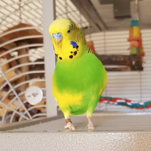 Wellensittich-Bild: Elvis ganz nah vor der Handylinse. Er ist mein erster Welli und nun schon 2 Jahre bei mir. Ich find ihn sooo süß.