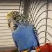 Dori