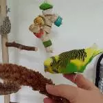 Elvis der Vorreiter
