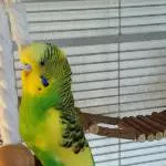 Elvis macht auf Agarponide