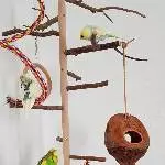 Vogelbaumvormittag in der Welliburg