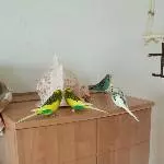 Unbekanntes Ding