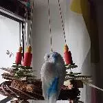 Weihnachtsengel Chiko 