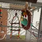 Kira testet die Weidenringschaukel