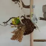 Silberhirsespaß