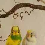 Jugendmauser Jugendliebe