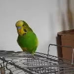 Profilbild Elvis