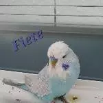 Neuzugang Fiete 