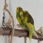 Komm kuscheln
