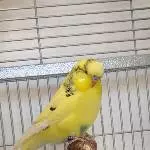 Profil Lucky