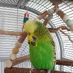 Grinch chillt