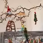 Weihnachtsstimmung in der Welliburg