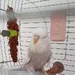 Hedwig mein Neuzugang