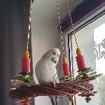 Luna im Advent