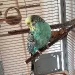 Kira total nass
