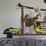 Grasnestfun