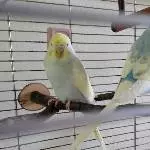 Pamuk Profilbild