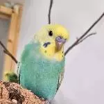 Miro Profilbild