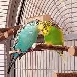 Kira und Elvis kuscheln