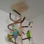 Mein Wellibaum