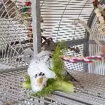 Luna und der Fenchel