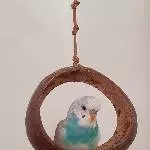 Chiko chillt