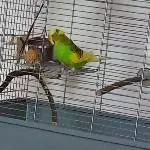 Elvis - Mein erster Ausflug