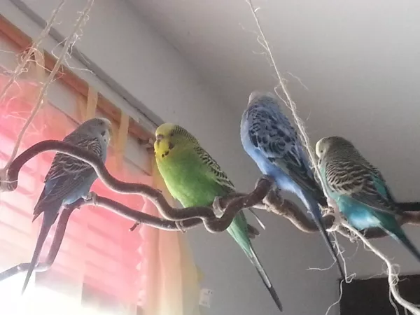 Wellensittich-Bild: die 4 beim chillen!