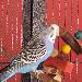 Albi die Relaxte