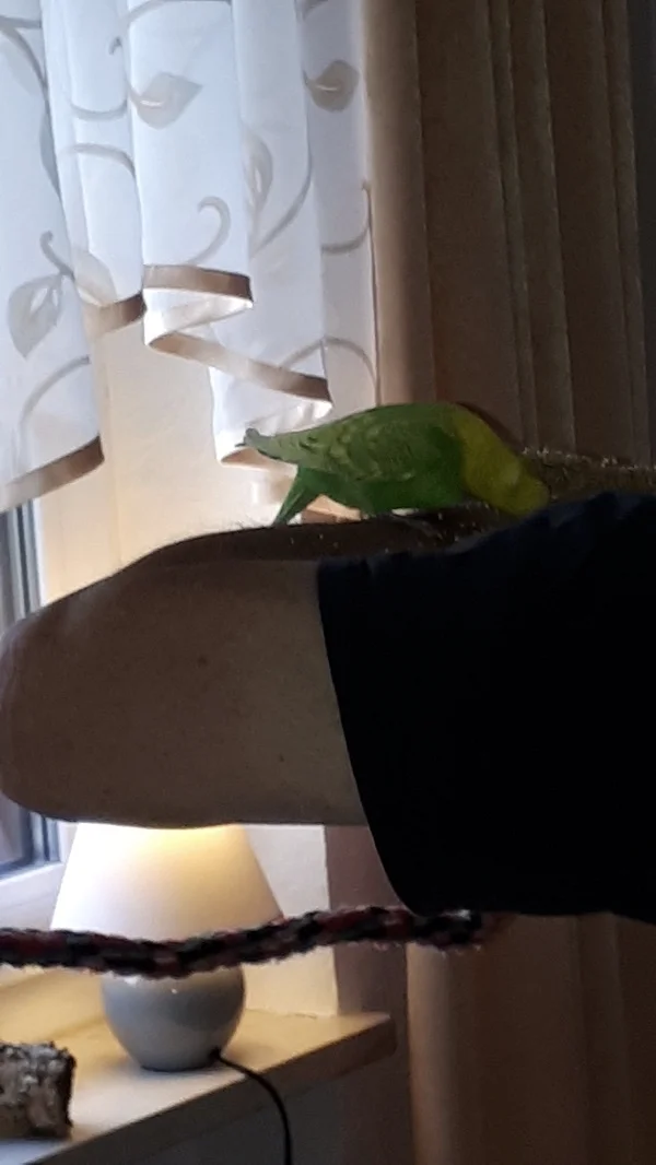 Wellensittich-Bild: Mittlerweile traut sich Maximilian Florian schon auf Herrchen`s Arm fliegen wenn sonst kein anderer Welli da ist und er traut sich entspannt zu essen, ohne immer wieder hochzuschrecken. Toller Maxi!!