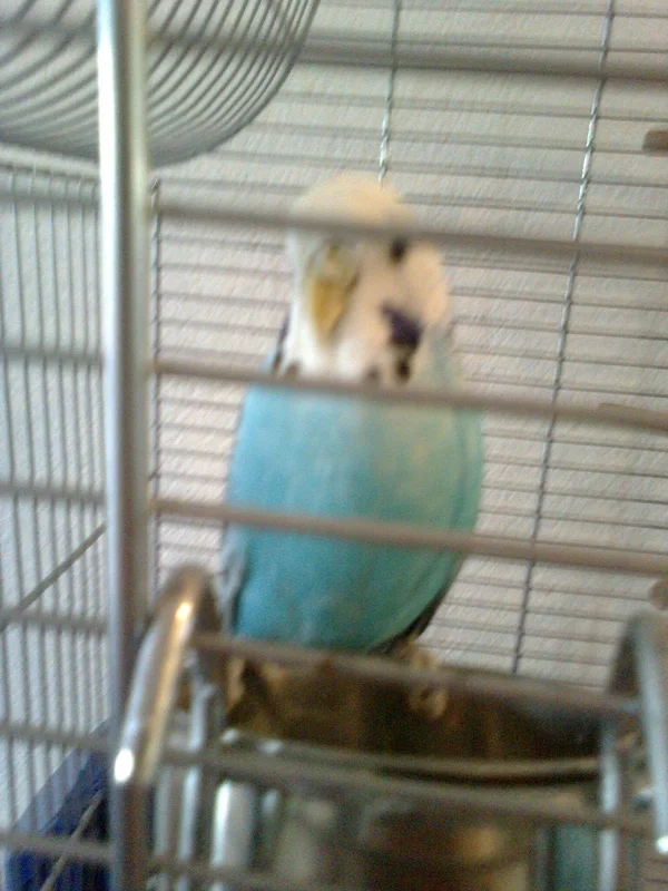 Wellensittich-Bild: Das ist Jimmy mein Erster. Er ist schon über den Regenbogen gegangen. Vielleicht kann sein Bild bei den verstorbenen Wellis mit aufgenommen werden. Ich vermisse ihn so wie alle, die schon gehen mussten.