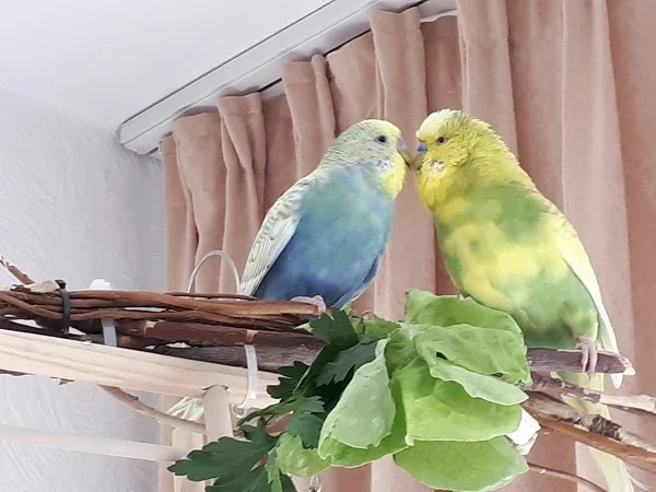 Wellensittich-Bild: Das sind Jimmy und ich. Jimmy ist mein neuer Freund. Er ist sehr, sehr nett zu mir und ich helfe ihm über Maxi hinweg zu kommen. 