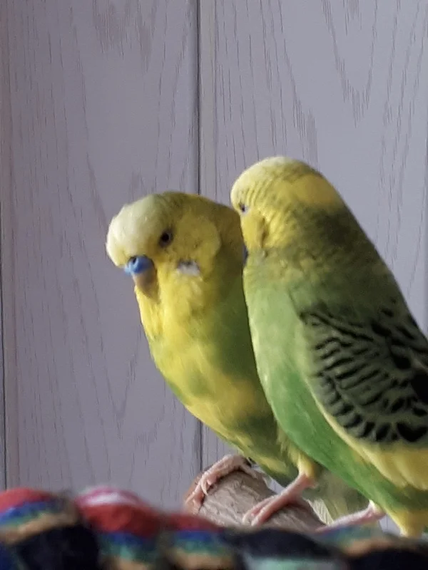 Wellensittich-Bild: Kiri erzählt Jimmy gerade etwas interessantes.