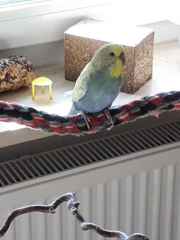 Wellensittich-Bild: Hallo Zusammen,

ich sitze hier auf der Stoffstange und lasse erstmal das Ambiente auf mich wirken.