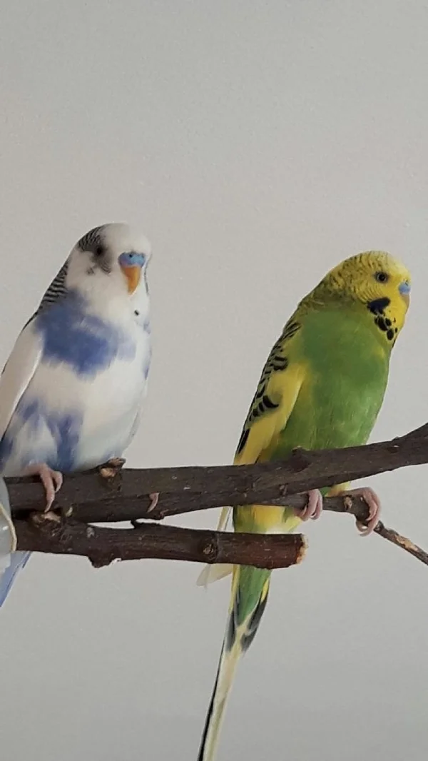 Wellensittich-Bild: Wir sind Kiri und Paul.