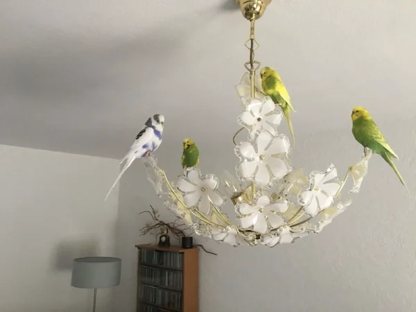 Wellensittich-Bild: Ja ganz genau, das ist unsere Lampe. Wir mögen auch nicht, wenn unsere Körnergeber sie einschalten, denn dann können wir Abends nicht mehr drauf sitzen. Aber die sind gut erzogen und machen was wir wollen. :-)