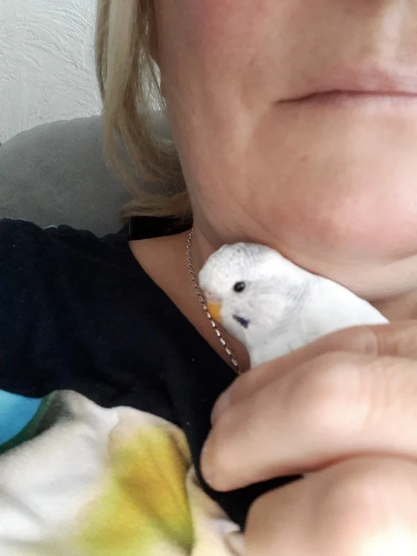 Wellensittich-Bild: Tobi ist sehr müde von seiner langen Reise und möchte sich ausruhen