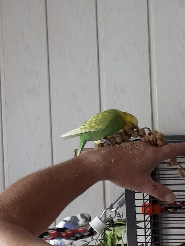 Wellensittich-Bild: Unser Sorgenkind Maxi traut sich mittlerweile auf die Hand zu springen und ist auch nicht mehr so hektisch und nervös beim Essen. Könnt ihr Paul, den Buckligen, :-) unten sehen, wie er die ganze Szenerie schon wieder beobachtet?
