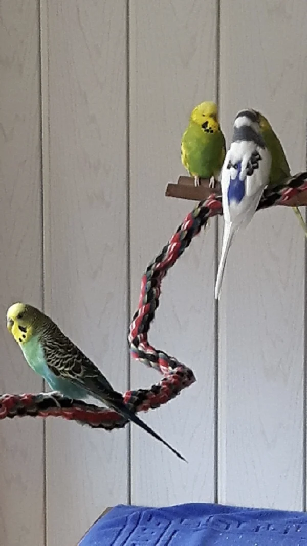 Wellensittich-Bild: Ich bin Lurchi und die anderen da oben sind meine Gang!